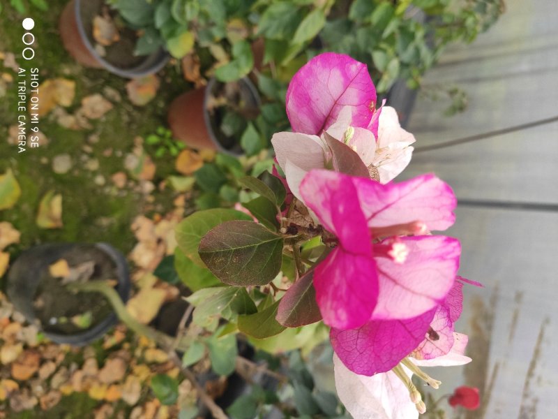 自产自销，工程苗量大从优三角梅花卉，叶子花
