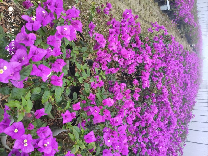 自产自销，工程苗量大从优三角梅花卉，叶子花