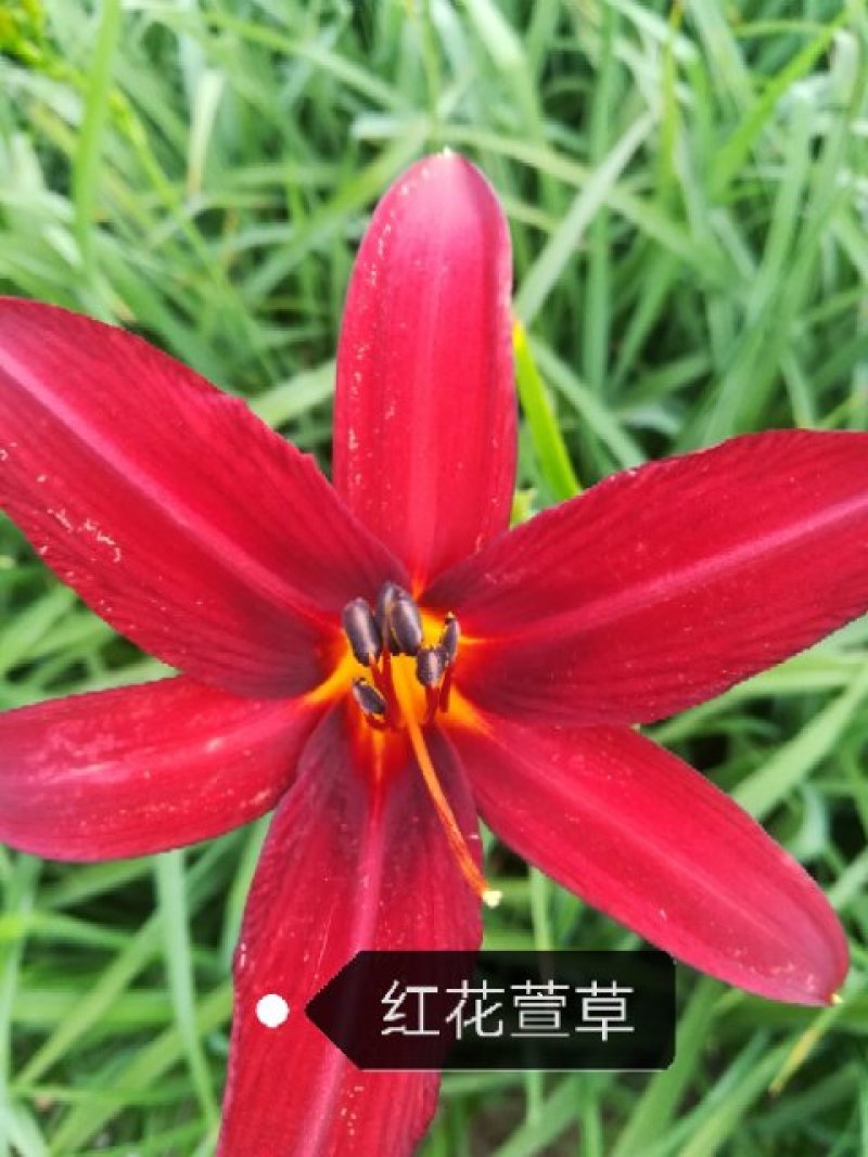 萱草，红花萱草，多年生宿根花卉，移栽易成活，