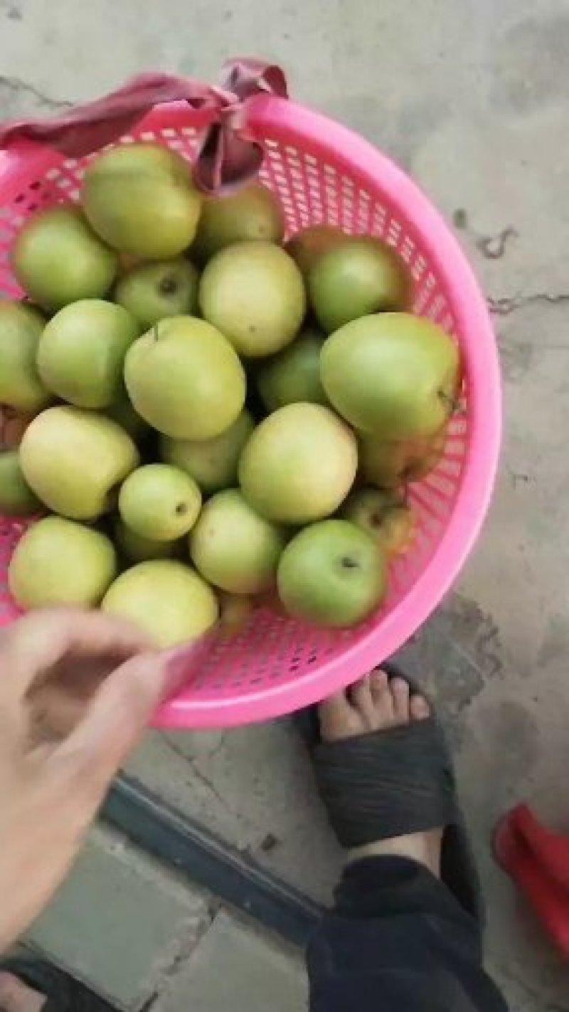 青枣