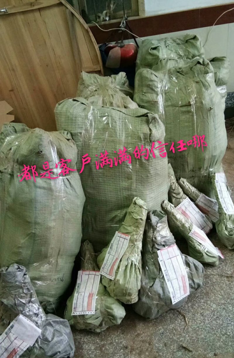 桑树苗无籽大十两年苗果桑苗汁多味甜采摘园必备品种