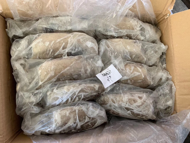 墨鱼