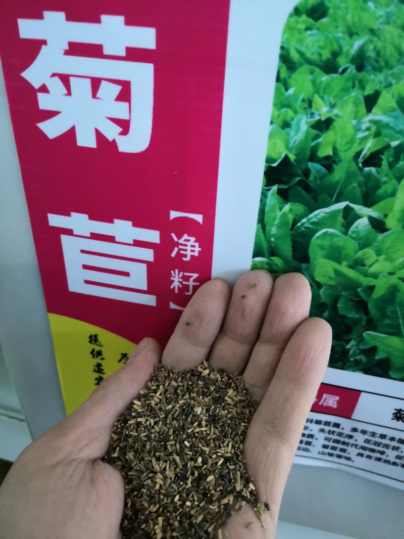 草种子果园鸭茅四季养殖兔兔龙猫小龟净籽牧草籽种子