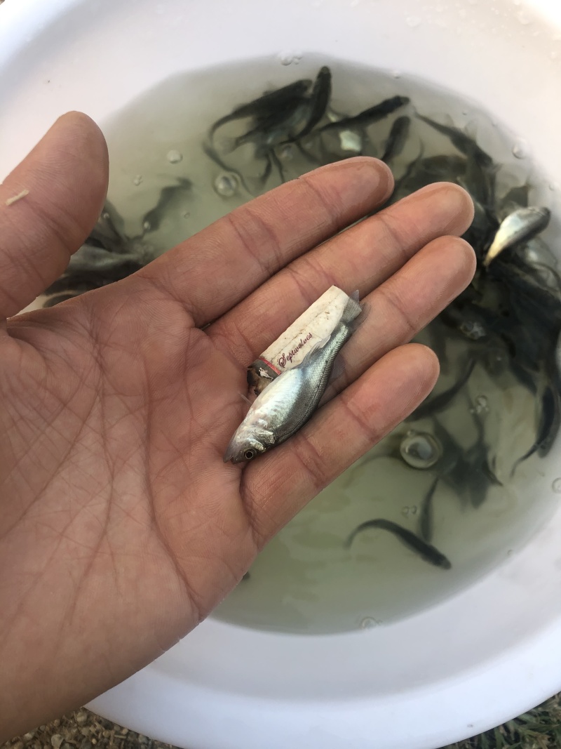 白鲈