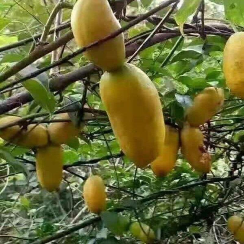 果树苗改良品种八月瓜苗木通八月炸水果野香蕉新奇藤本果树盆