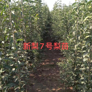 出售新梨7号梨苗玉露香梨苗等品种大量供应