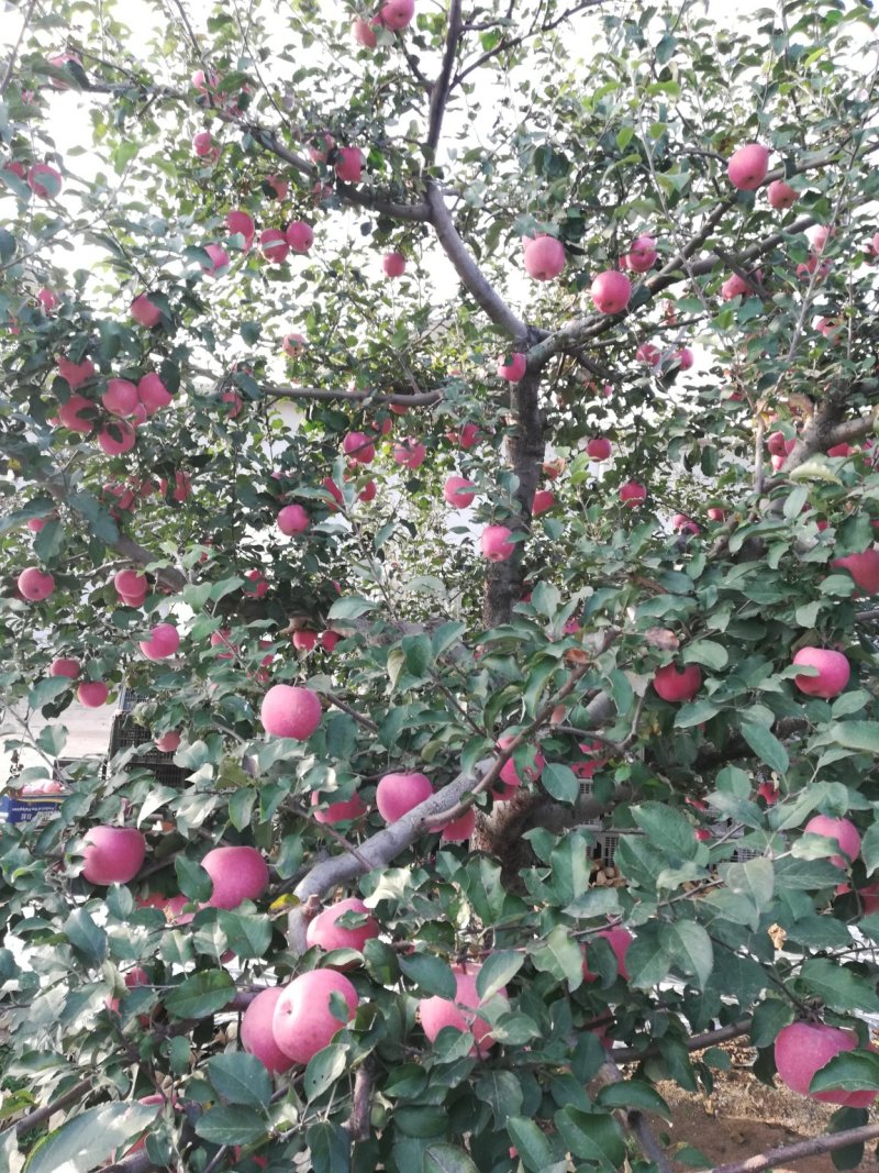 苹果
