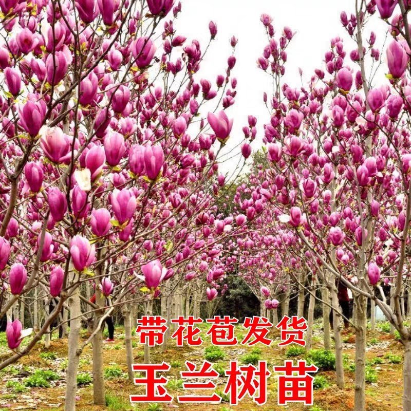 紫玉兰树苗白玉兰苗黄玉兰红玉兰小苗庭院绿化苗木