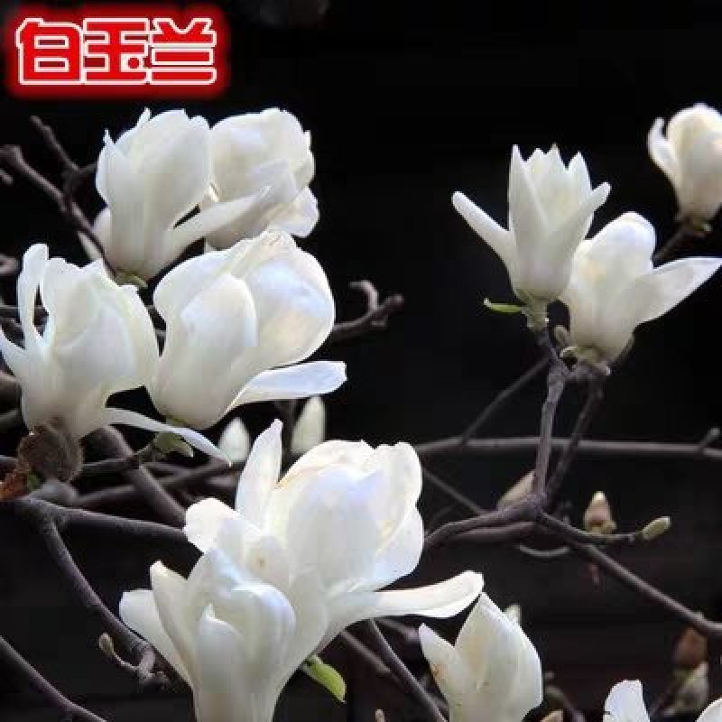 紫玉兰树苗白玉兰苗黄玉兰红玉兰小苗庭院绿化苗木