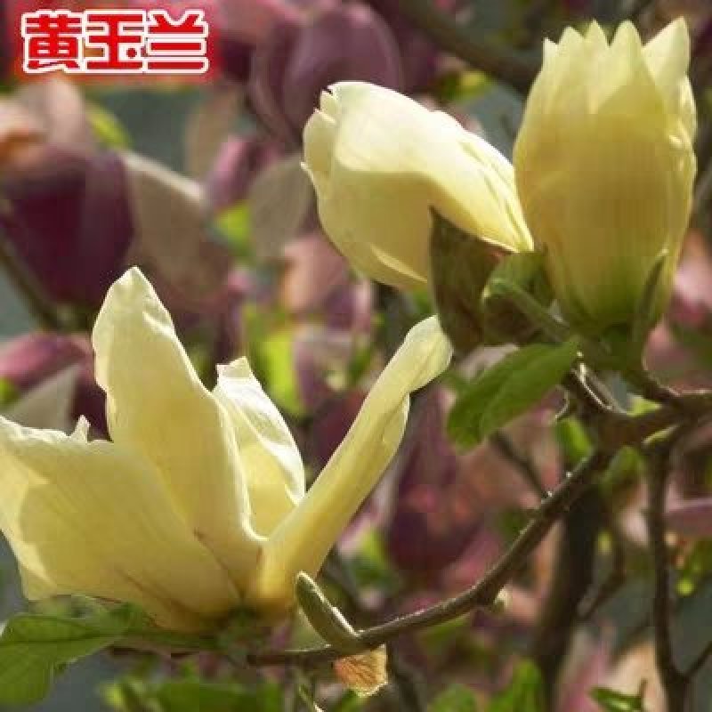 紫玉兰树苗白玉兰苗黄玉兰红玉兰小苗庭院绿化苗木