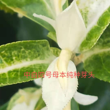 极白（🀄️白四号）