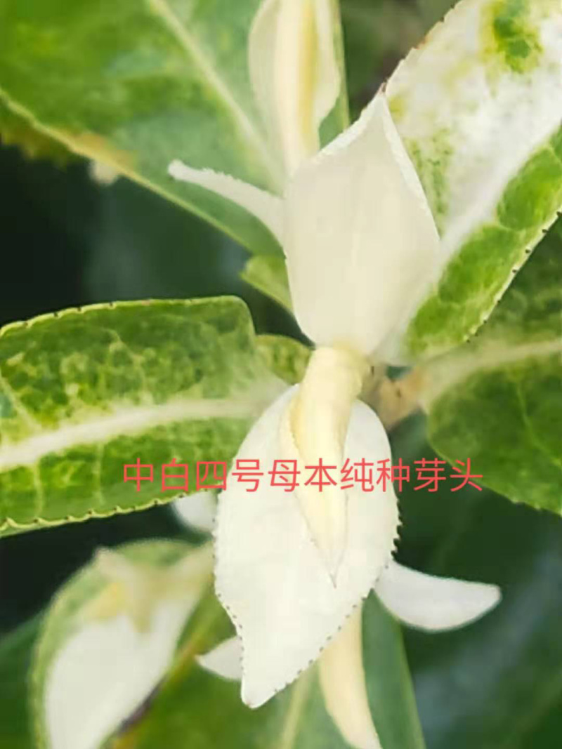 极白（🀄️白四号）