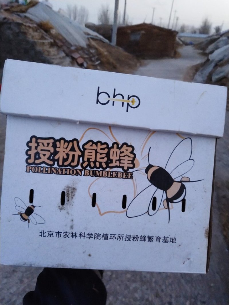普罗旺斯，西红柿（自然熟）
