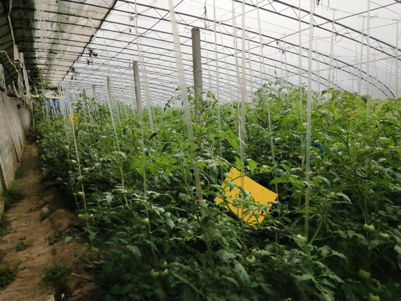 普罗旺斯，西红柿（自然熟）