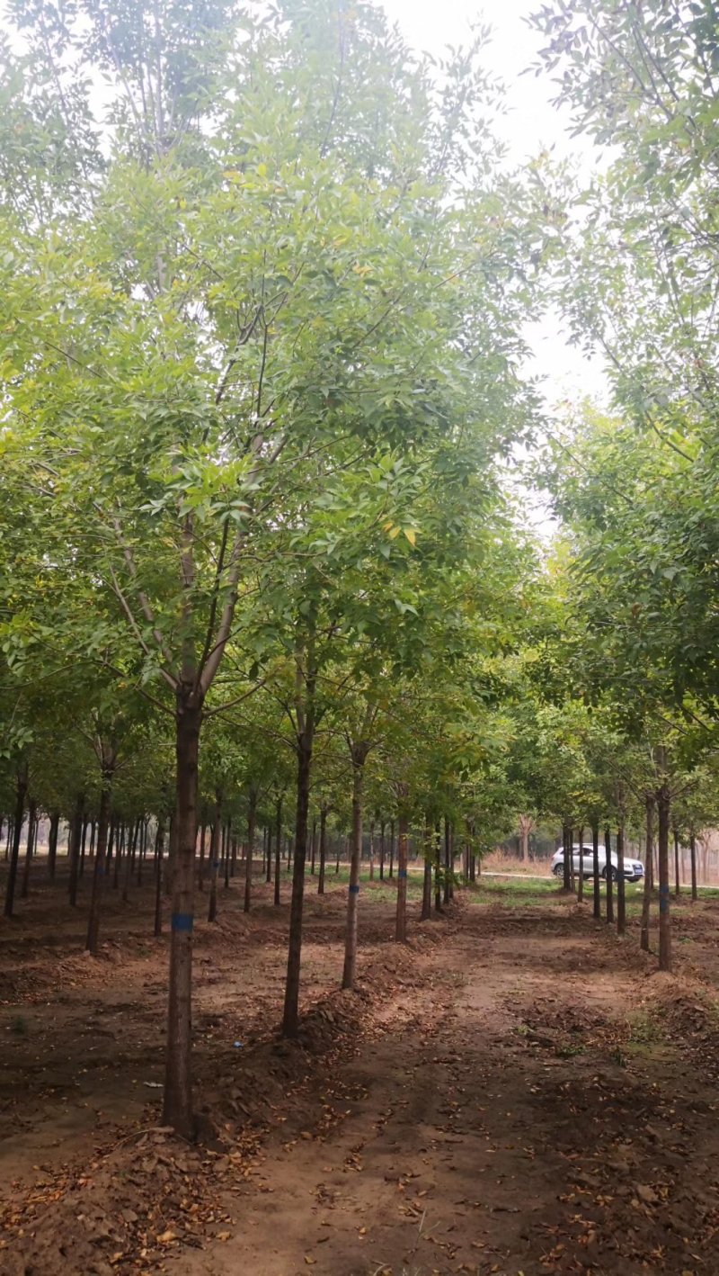 金叶绿叶复叶槭，河北苗圃，量大好挑好选，