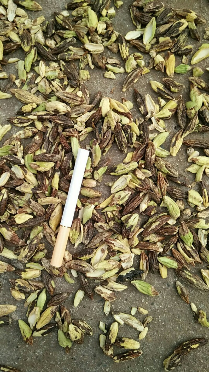 骨碎补，可支持批发，零售，视频看货，专业骨碎补20年