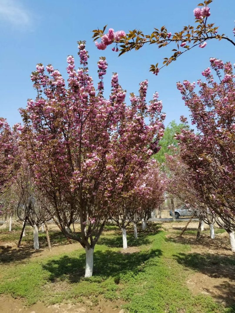 樱花，晚樱，早樱，河北樱花。花圃基地，欢迎老板联系
