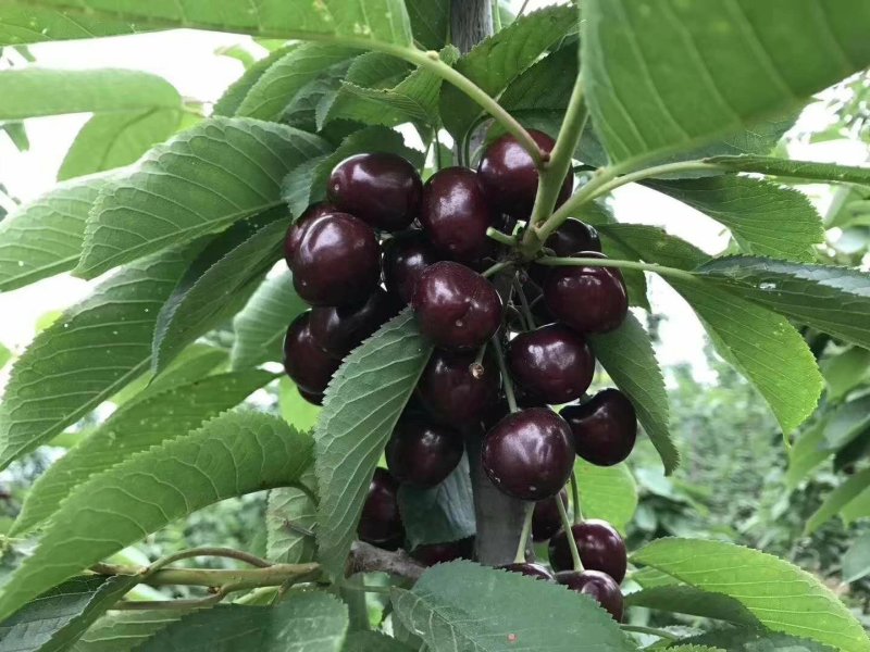 矮化樱桃苗科迪亚樱桃苗美早齐早俄8辉煌1-5火箭
