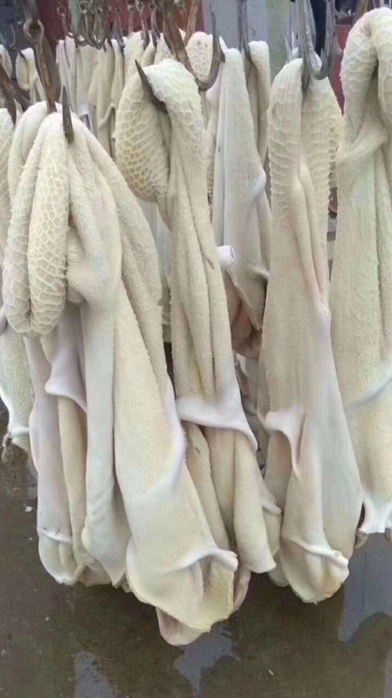 牛肚，腿毛白土，干净没油