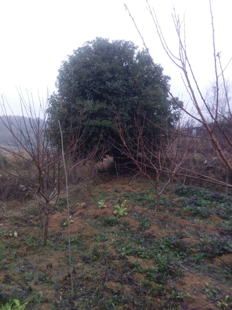 桂花树