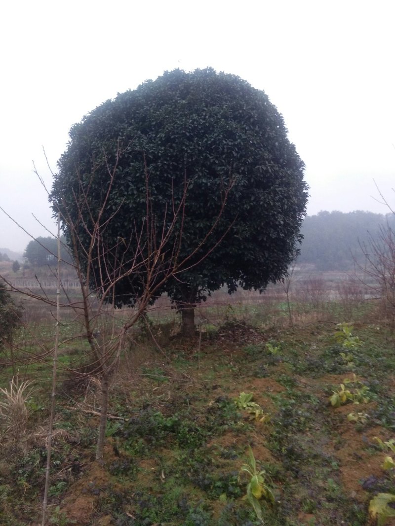 桂花树