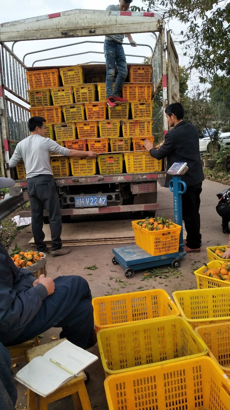 晚芦椪柑：岩溪晚芦，纯甜，产地直供，品质保证