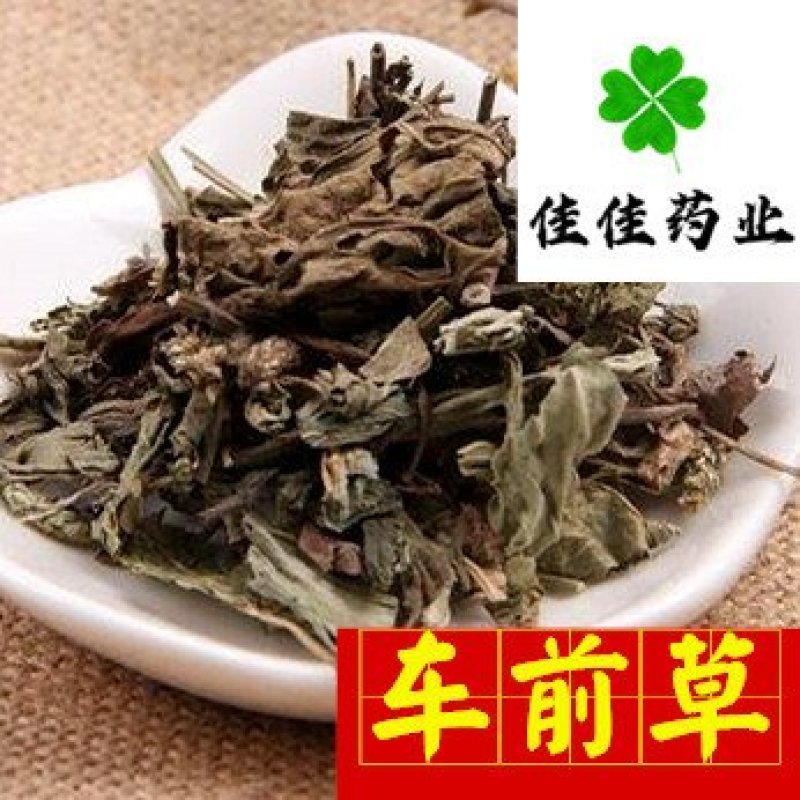 车前草新货颜色好纯干货供应各种中药材