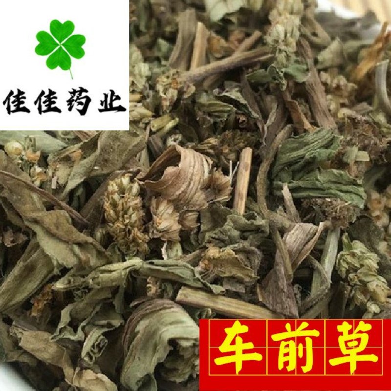 车前草新货颜色好纯干货供应各种中药材