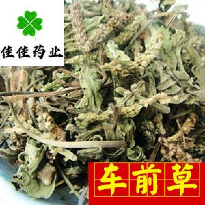 车前草新货颜色好纯干货供应各种中药材