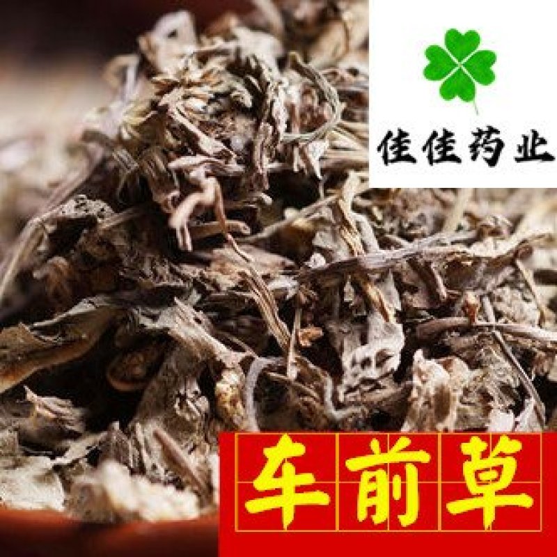 车前草新货颜色好纯干货供应各种中药材