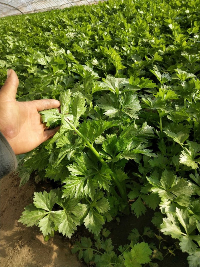 新鲜大芹菜（北京本地）