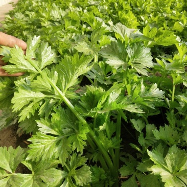 新鲜大芹菜（北京本地）