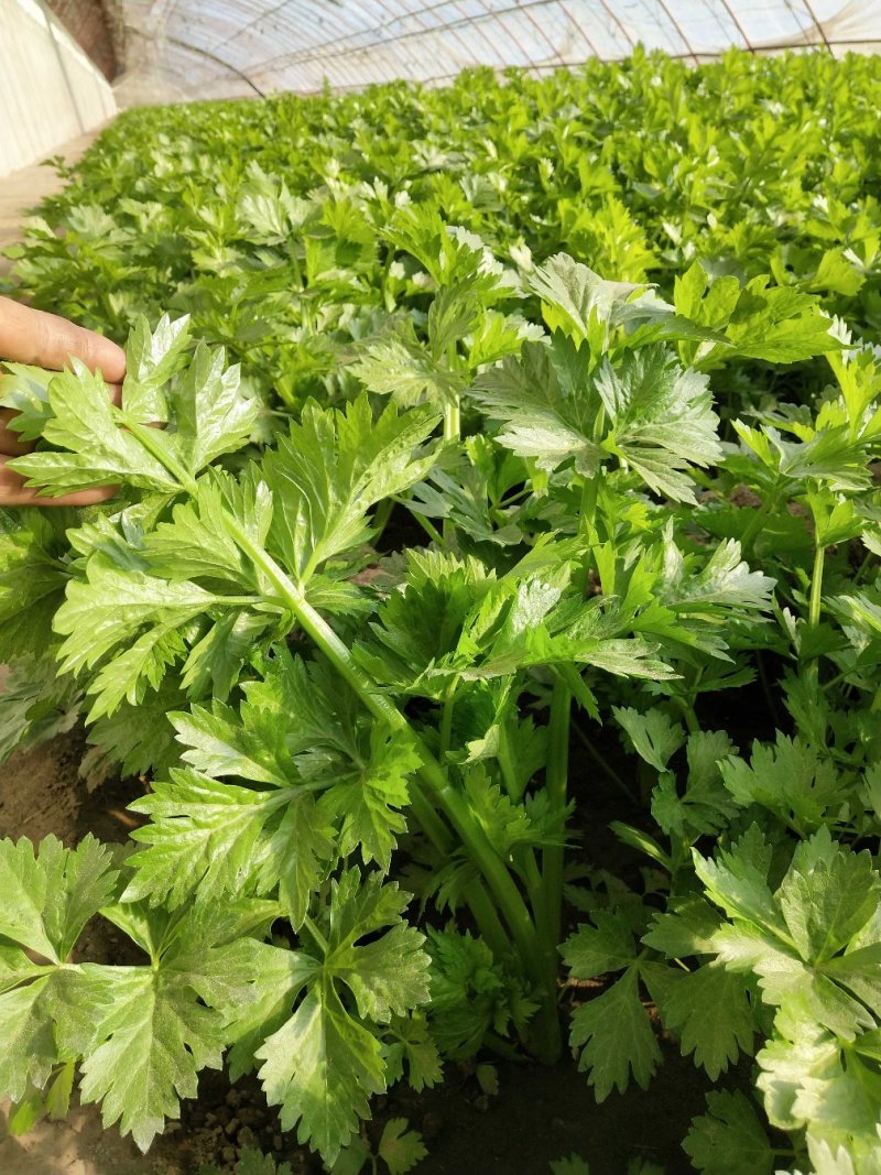 新鲜大芹菜（北京本地）