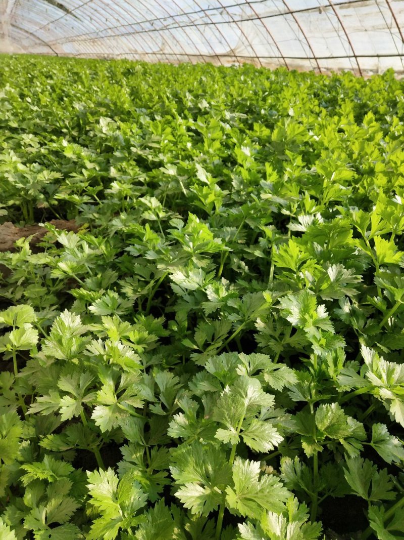 新鲜大芹菜（北京本地）