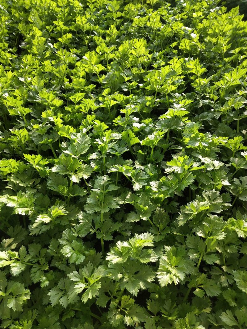 新鲜大芹菜（北京本地）