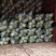 圆包菜颜色绿质量好个头均匀0.5~1公斤精品