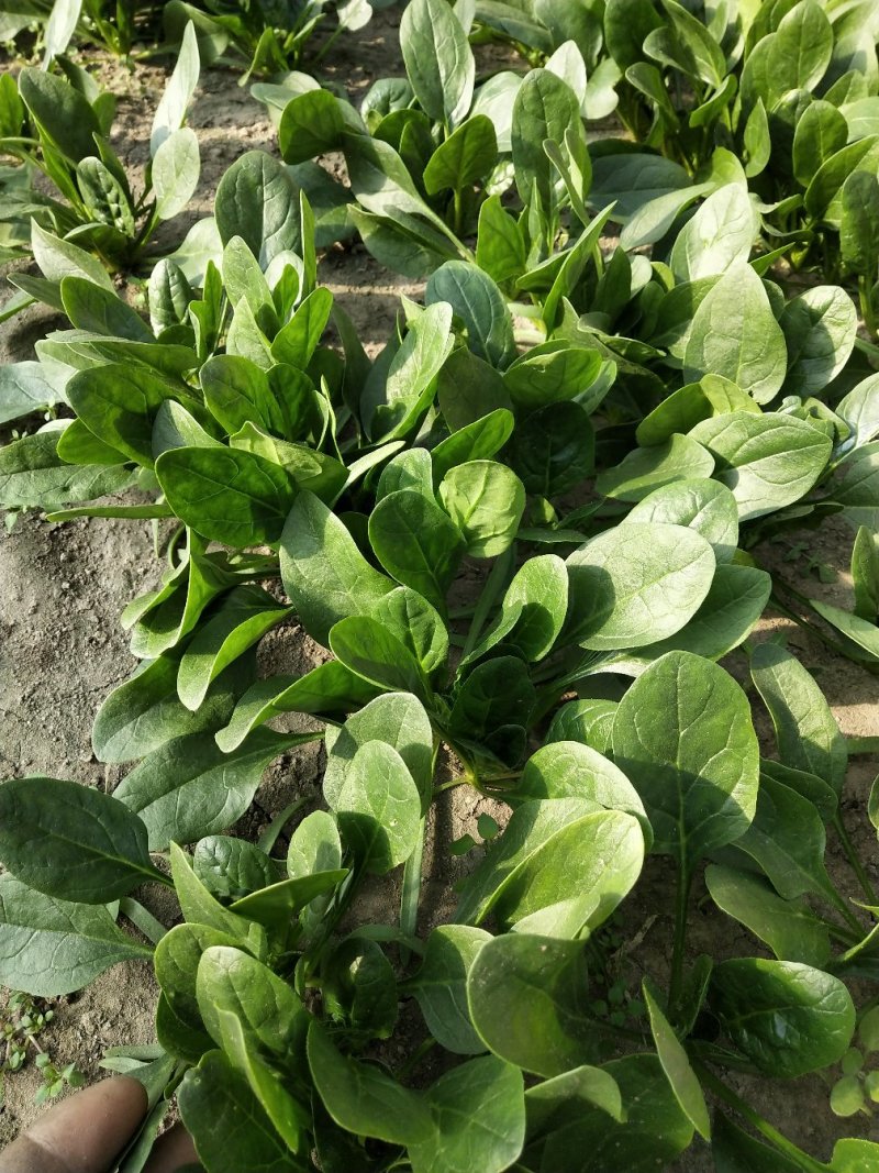 小菠菜（北京本地）温室大棚