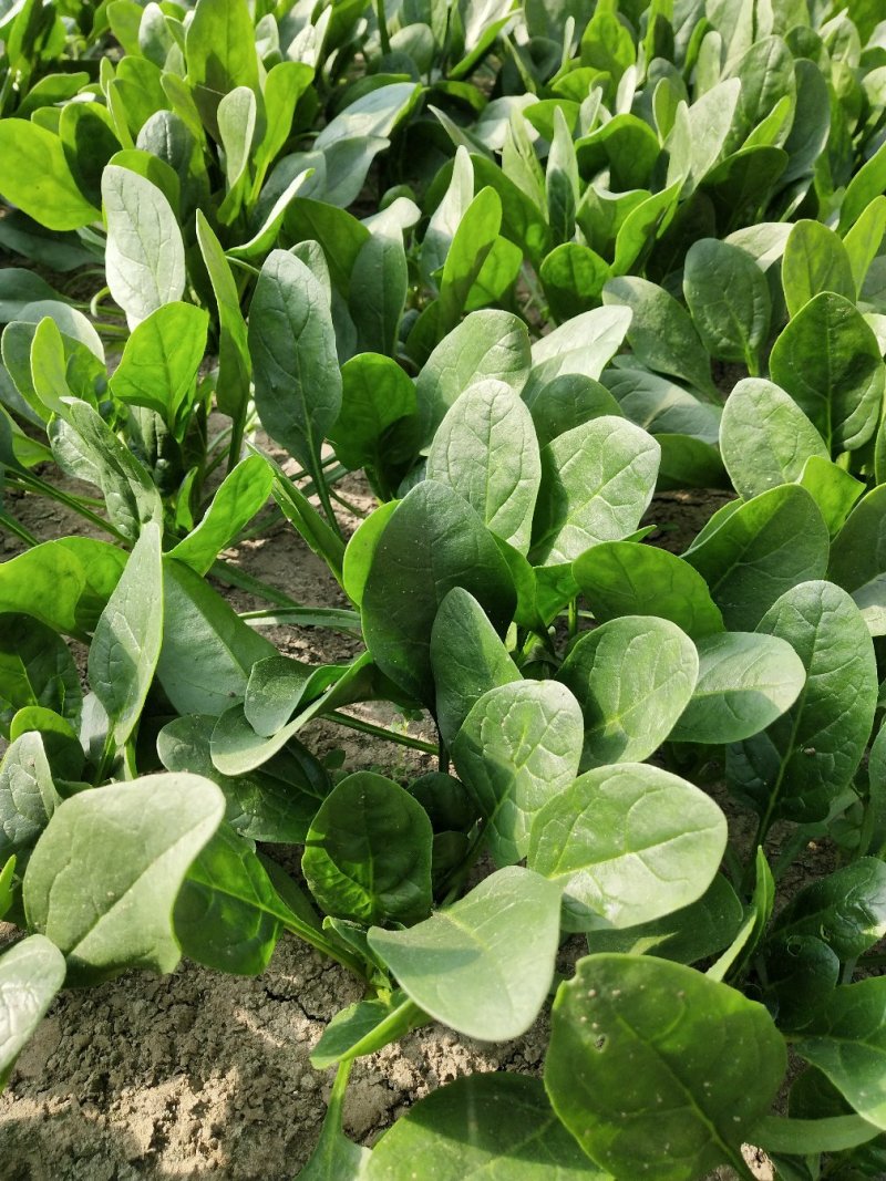 小菠菜（北京本地）温室大棚