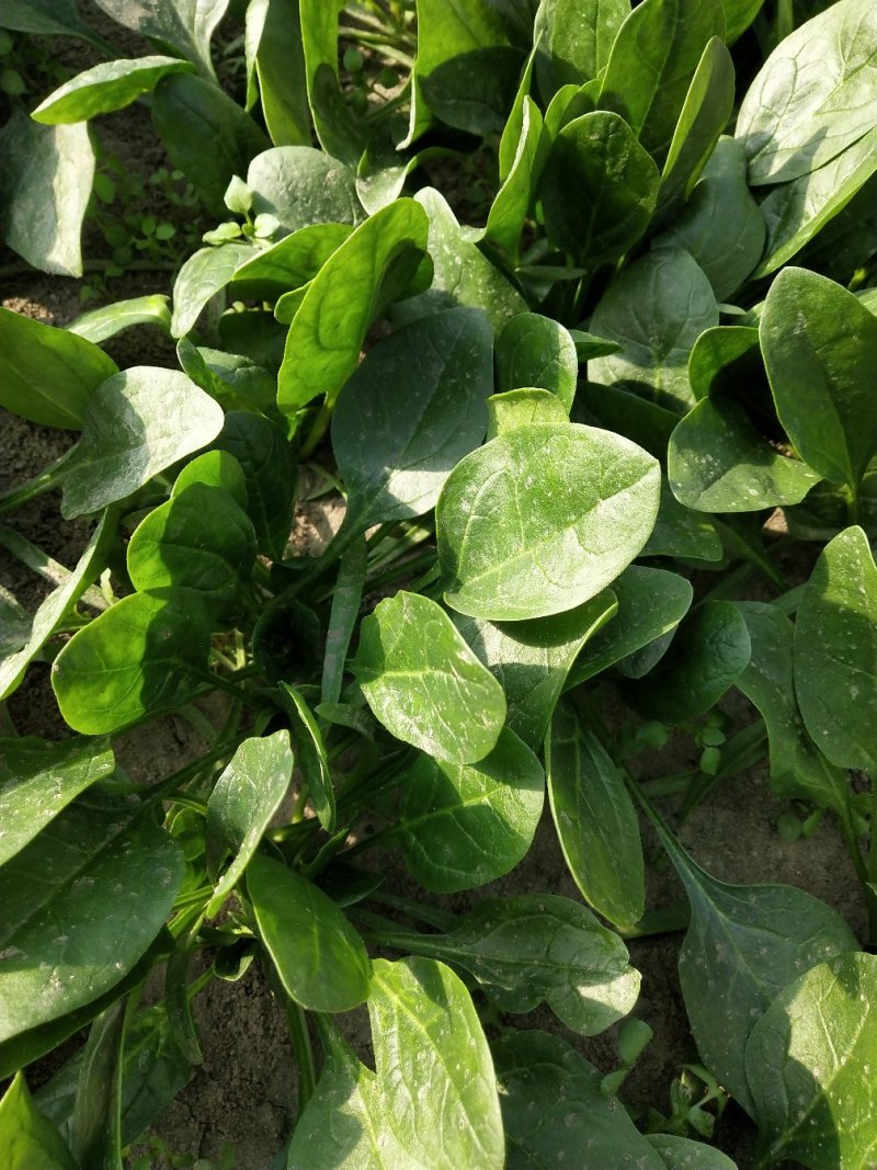 小菠菜（北京本地）温室大棚