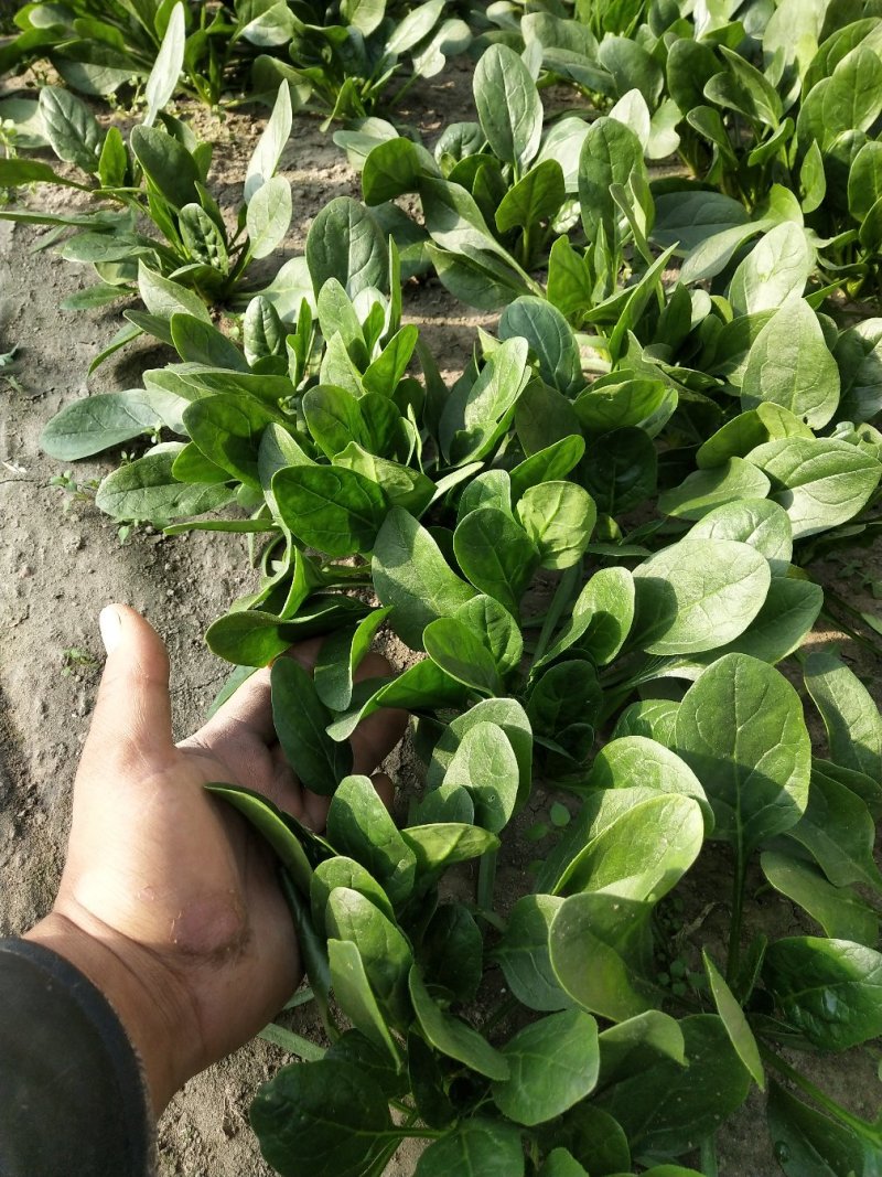 小菠菜（北京本地）温室大棚