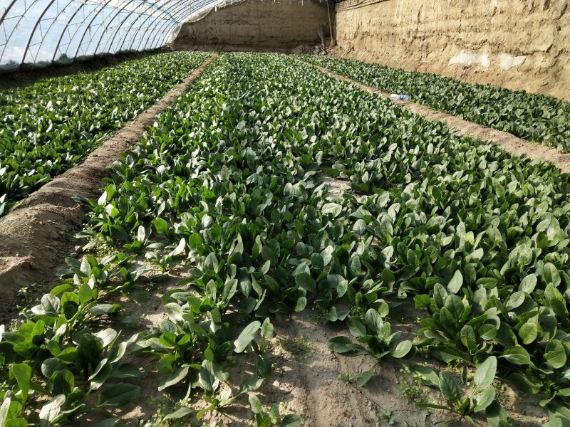 小菠菜（北京本地）温室大棚