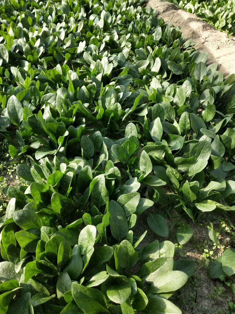 小菠菜（北京本地）温室大棚