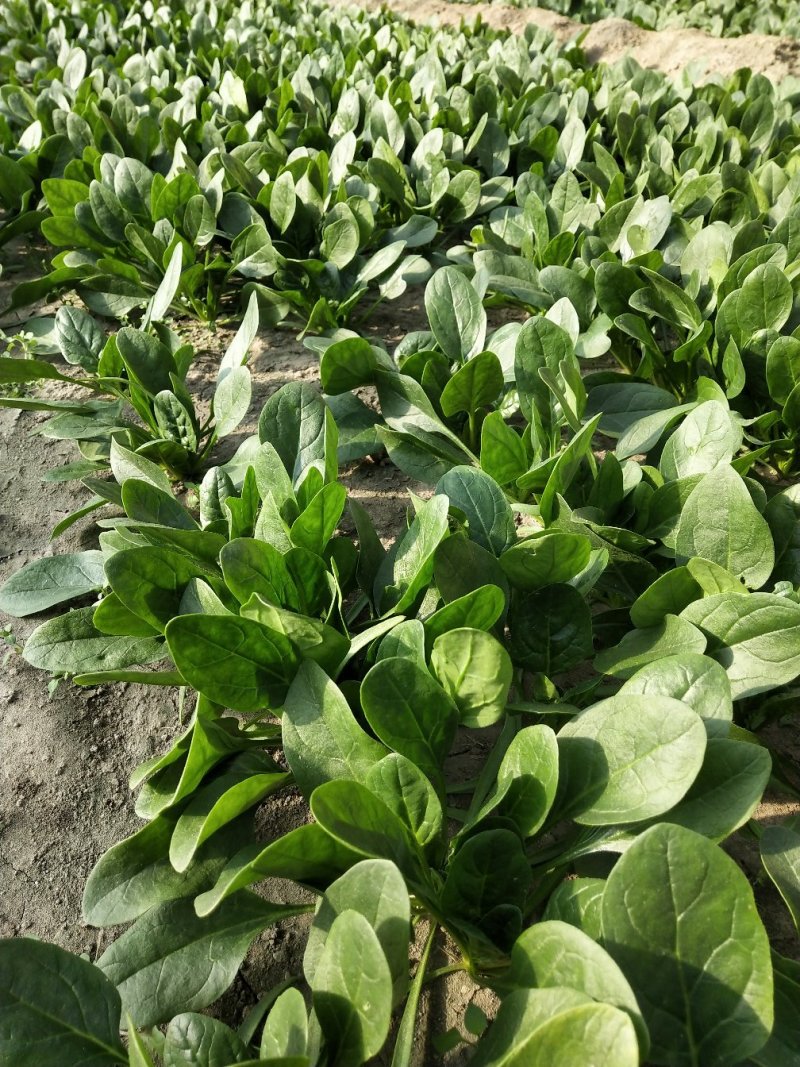小菠菜（北京本地）温室大棚