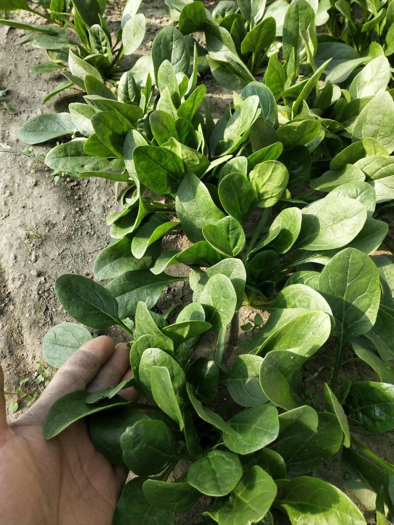 小菠菜（北京本地）温室大棚