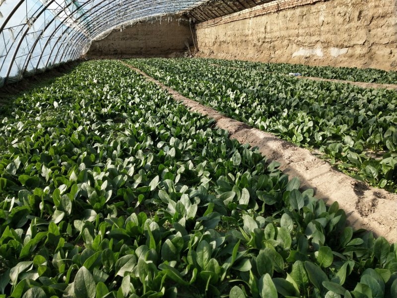 小菠菜（北京本地）温室大棚