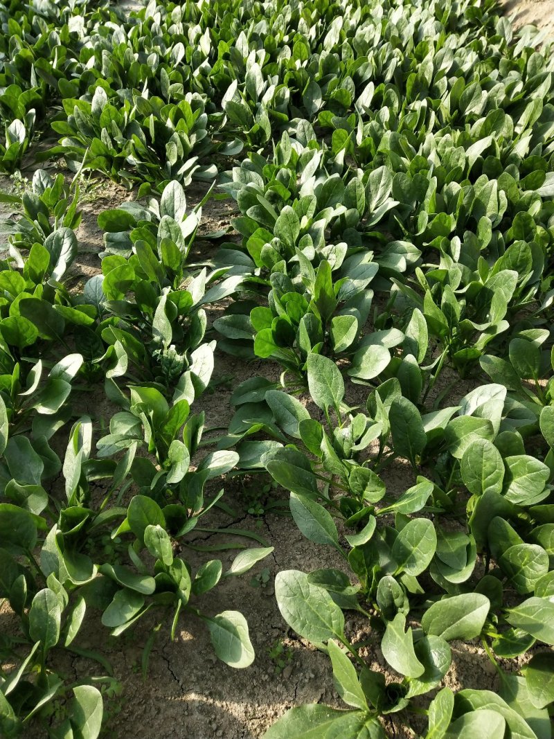 小菠菜（北京本地）温室大棚