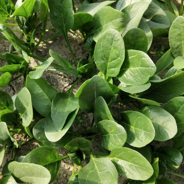 小菠菜（北京本地）温室大棚