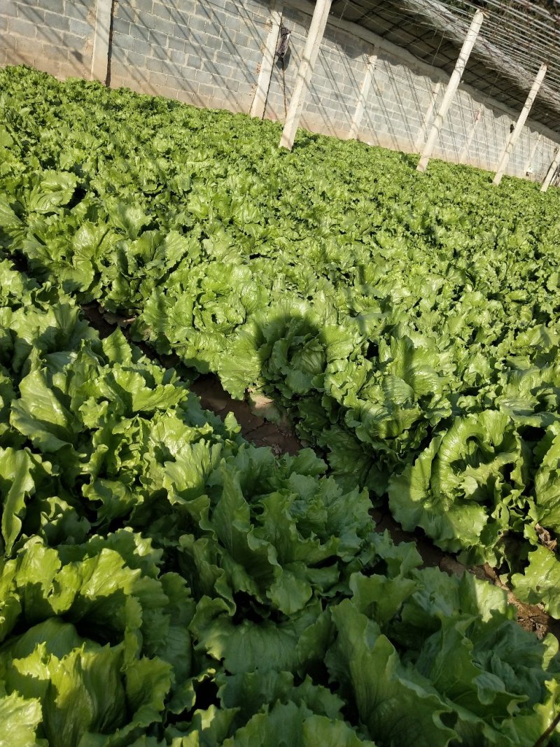北京（本地）球生菜