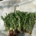 新鲜荠荠菜(白花菜)