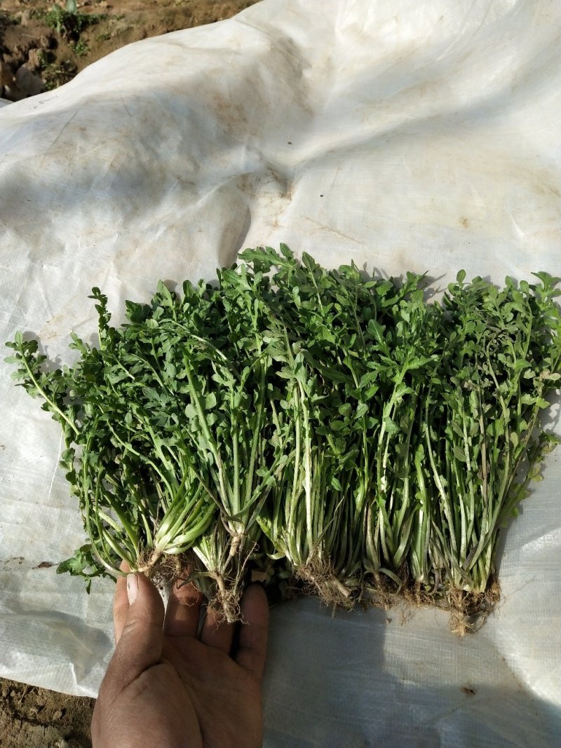 新鲜荠荠菜(白花菜)